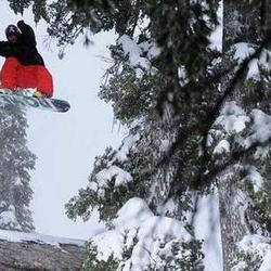 fss-2010-sb-tree-pow.jpg